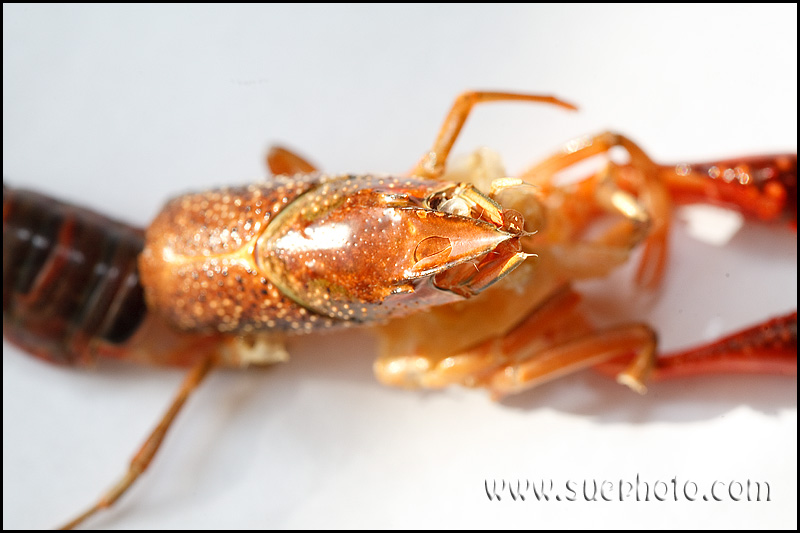 Wylinka Procambarus clarki