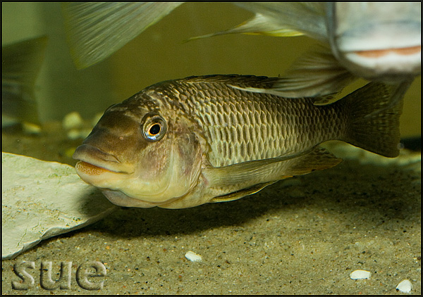 Petrochromis texas Gold