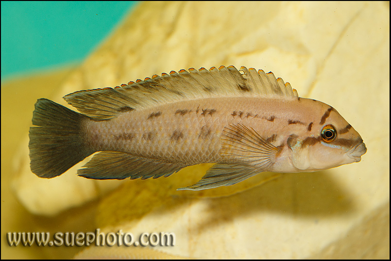 Chalinochromis sp. "Ndobhoi"