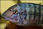 Petrochromis sp. "Texas Red" Longola
