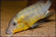 Petrochromis polyodon Tembwe