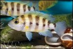 Neolamprologus sexfasciatus Tembwe Gold