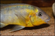 Petrochromis polyodon Tembwe