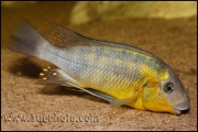 Petrochromis polyodon Tembwe