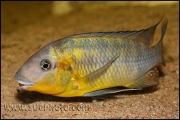 Petrochromis polyodon Tembwe