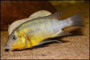 Petrochromis polyodon Tembwe