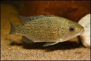 Oreochromis tanganicae