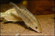 Oreochromis tanganicae