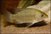 Oreochromis tanganicae