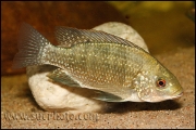 Oreochromis tanganicae