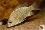 Oreochromis tanganicae