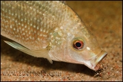 Oreochromis tanganicae