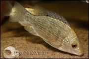 Oreochromis tanganicae