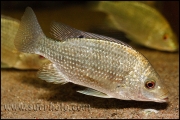 Oreochromis tanganicae