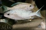 Ophthalmotilapia ventralis Kalumbaba