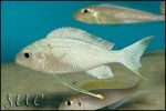 Ophthalmotilapia ventralis Kalumbaba