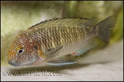 Tropheus sp. Murago