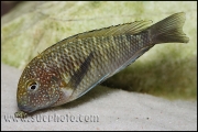 Tropheus sp. Murago