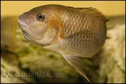 Petrochromis famula Cameron Bay