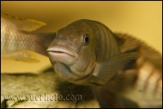 Petrochromis famula Cameron Bay