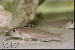 Xenotilapia bathyphilus Mtoto