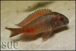 Tropheus sp. Chipimbi