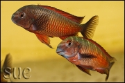 Tropheus sp. Moliro