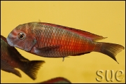 Tropheus sp. Moliro