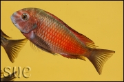 Tropheus sp. Moliro