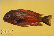 Tropheus sp. Moliro