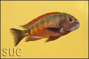 Tropheus sp. Moliro