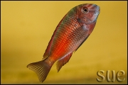 Tropheus sp. Moliro