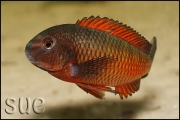 Tropheus sp. Moliro