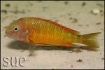 Tropheus sp. Ilangi Yellow Real