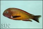 Tropheus sp. Ilangi Yellow Real