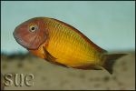 Tropheus sp. Ilangi Yellow Real