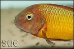 Tropheus sp. Ilangi Yellow Real