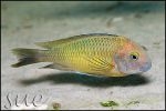 Tropheus sp. Kala