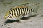 Petrochromis sp. "Texas Red " Longola