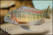 Tropheus sp. Lufubu