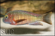 Tropheus sp. Lufubu