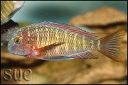 Tropheus sp. Lufubu