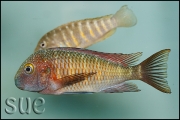 Tropheus sp. Lufubu