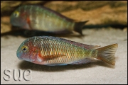 Tropheus sp. Lufubu