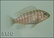 Petrochromis famula Katete