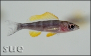 Paracyprichromis brieni Yellow Cheek