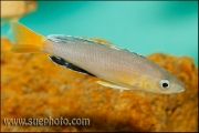 Cyprichromis sp. "Leptosoma Jumbo" Kachese