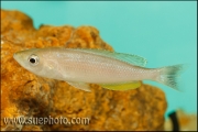 Cyprichromis sp. "Leptosoma Jumbo" Kachese