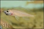 Paracyprichromis nigripinnis Blue Neon