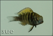 Tropheus sp. Kiriza